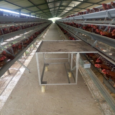 H型自動化肉雞籠